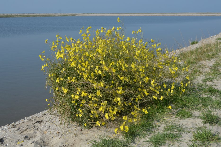 MarkerWadden501